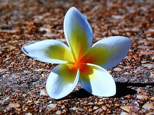 金属机身霸气外漏 飞利浦BDP9600评测