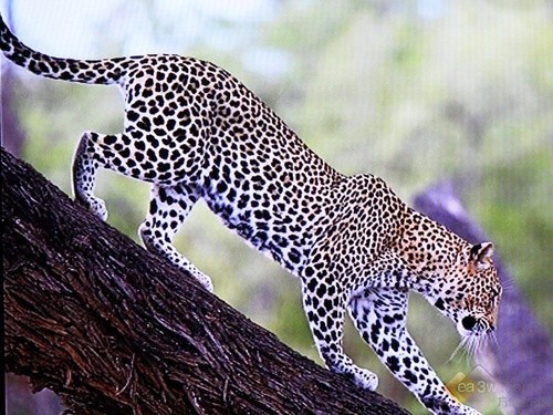 蓝光机成互联网平台？华录BDP2046实测