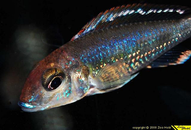 calloc实现_malloc calloc realloc_calloc 释放