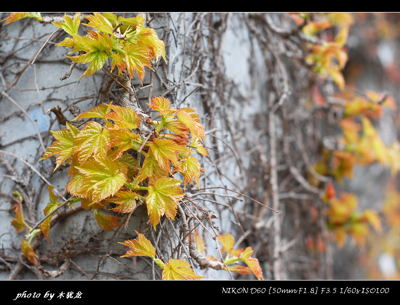 DSC_fj0001.jpg