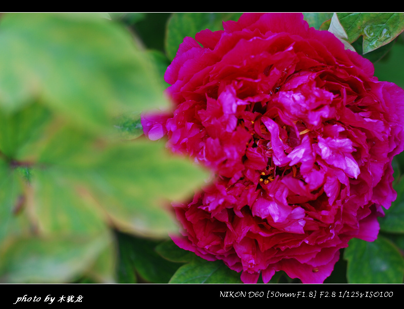 DSC_fj0081.jpg