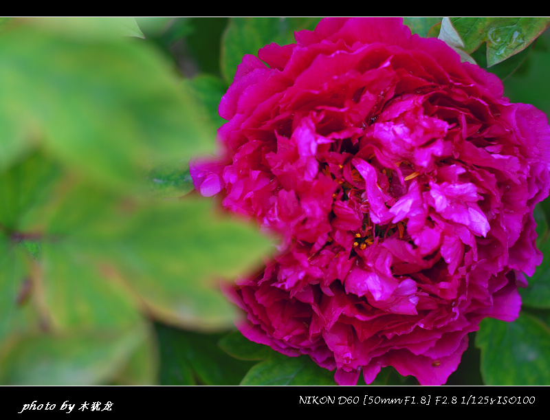 DSC_nk0082.jpg