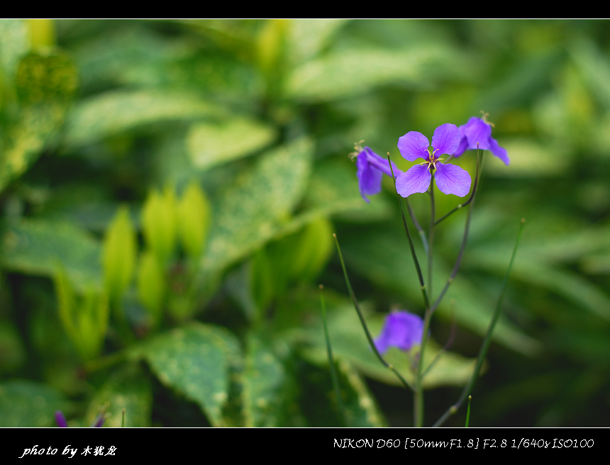 DSC_fj0023.jpg