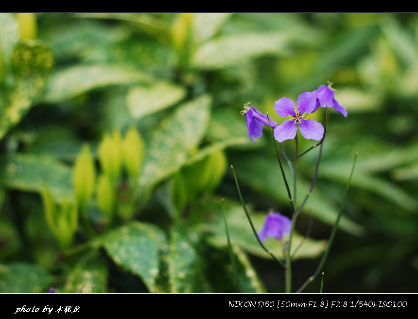 DSC_nk0024.jpg