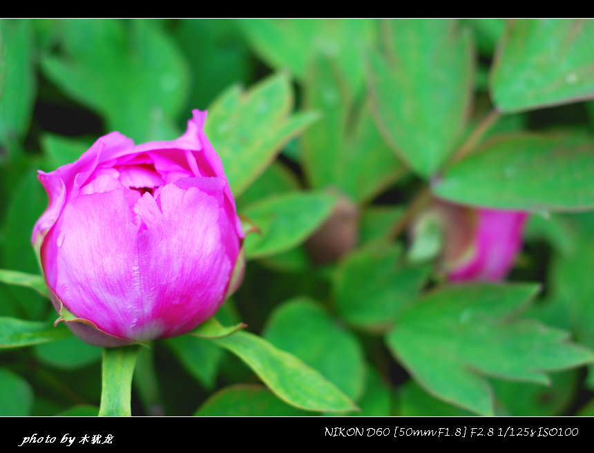DSC_fj0077.jpg