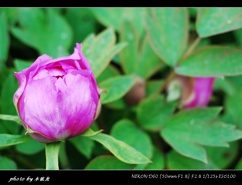 DSC_nk0078.jpg