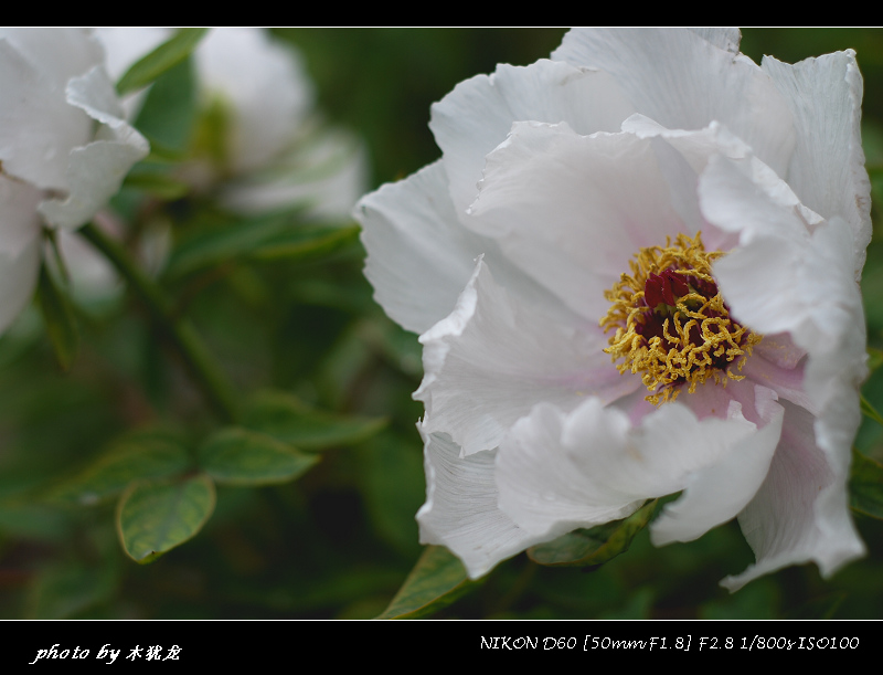 DSC_fj0013.jpg