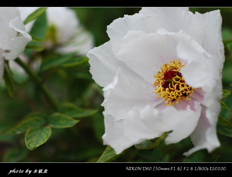 DSC_nk0014.jpg