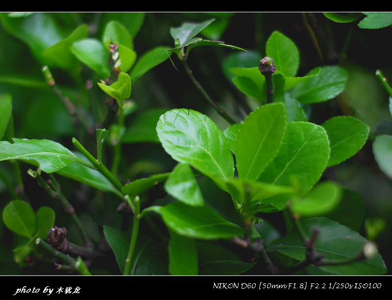 DSC_fj0003.jpg