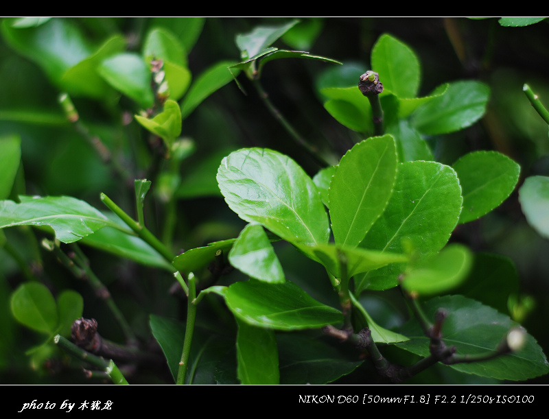 DSC_nk0004.jpg