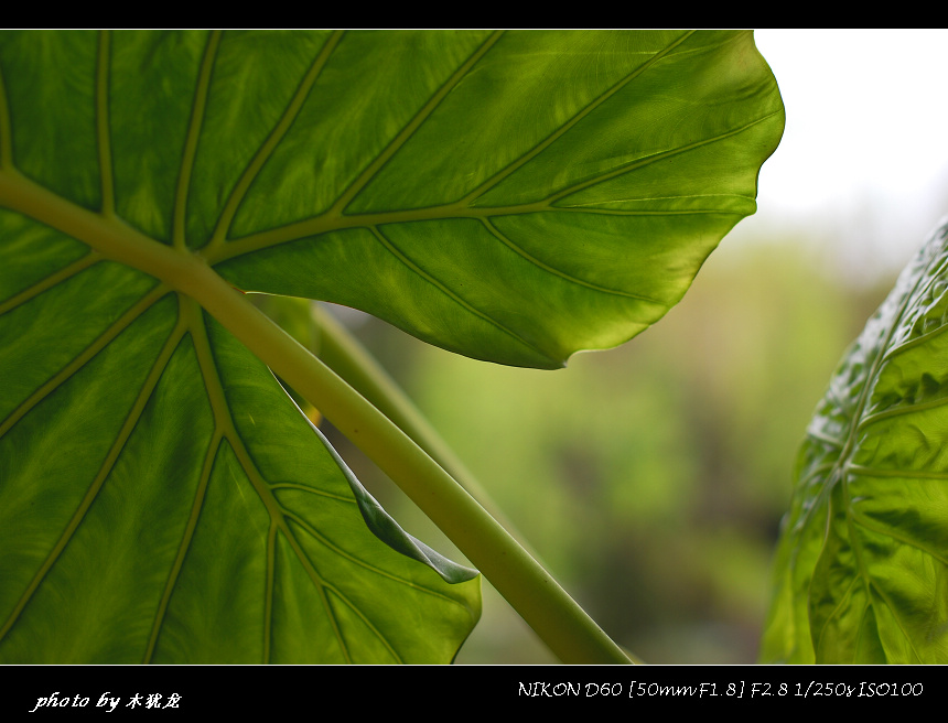 DSC_fj0029.jpg
