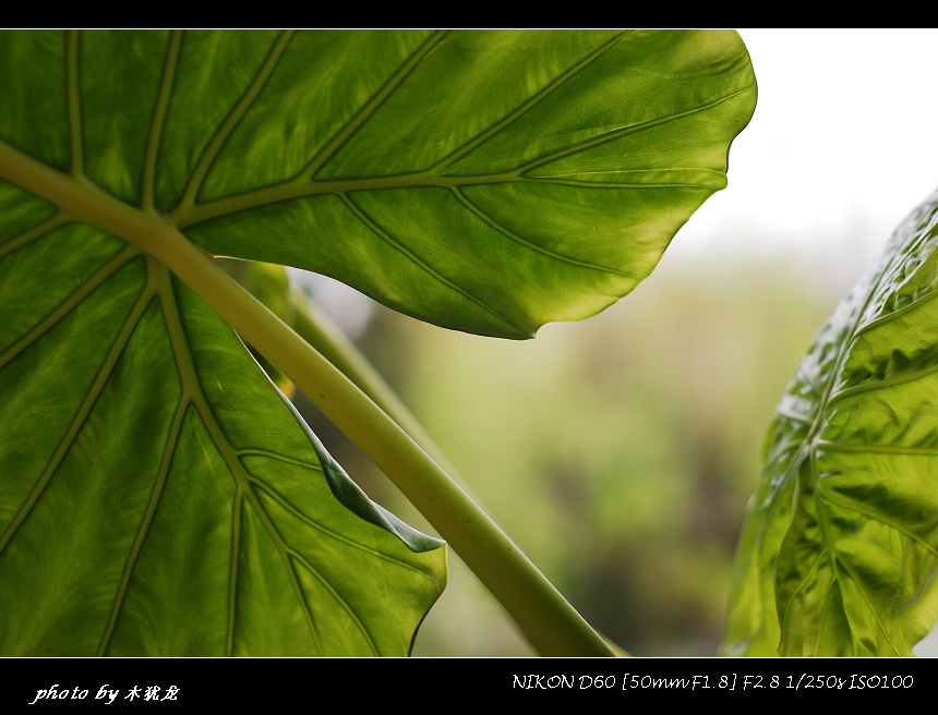 DSC_nk0030.jpg