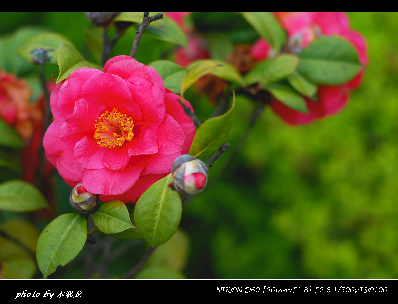 DSC_fj0011.jpg