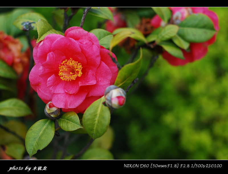 DSC_nk0012.jpg