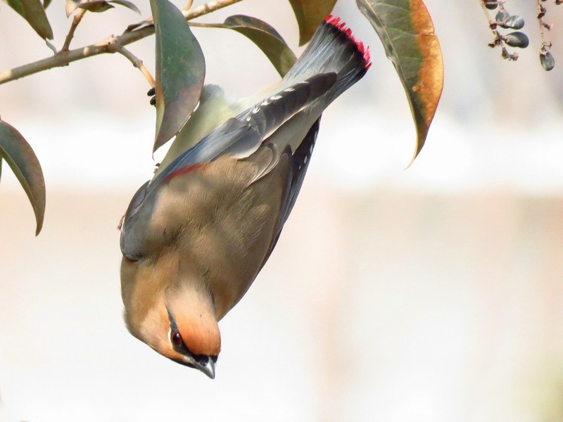 佳能sx40hs使用近摄镜_佳能sx40hs配件_sx40论坛