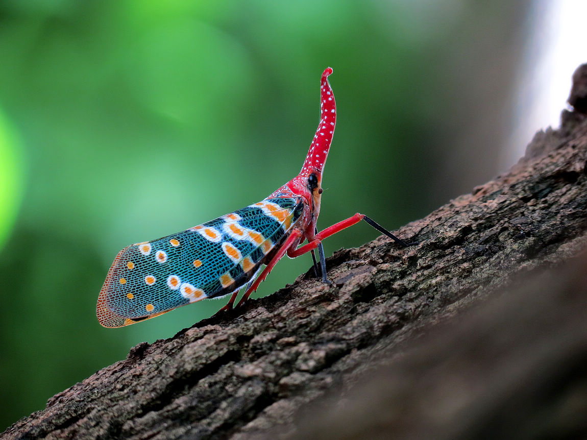 sx40论坛_佳能sx40hs使用近摄镜_佳能sx40hs配件