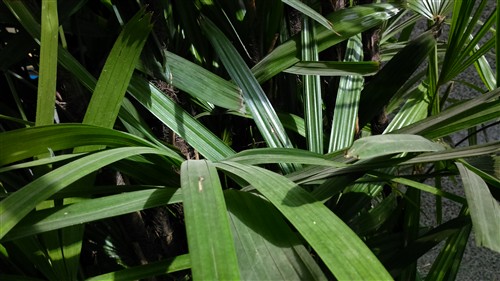 索尼 索尼 Xperia T2 Ultra XM50t 移动4G手机(白色)TD-LTE/TD-S/W/GSM双卡双待非合约机 样张图