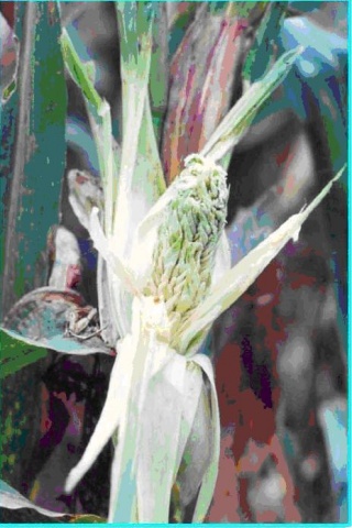 干淀粉_玉米疯_玉米淀粉是什么