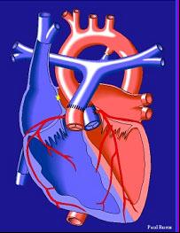 大动脉转位费用_switch_大动脉转位成功率