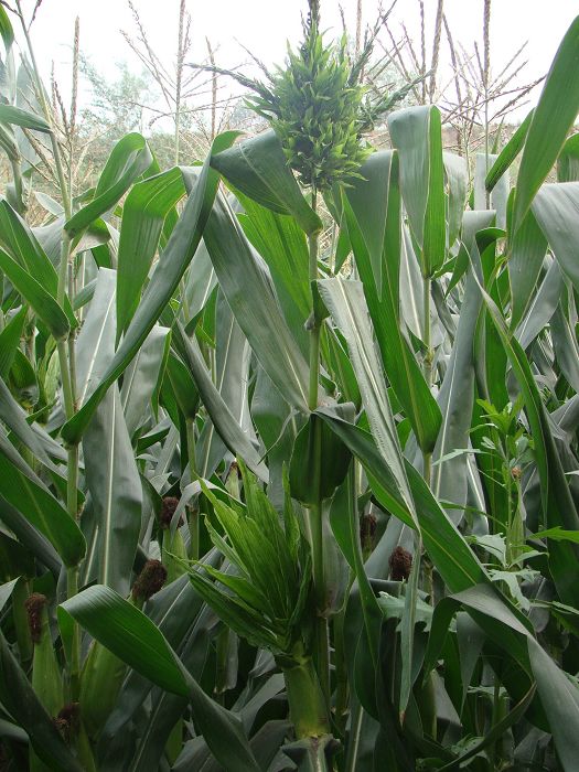 玉米疯顶病_玉米黑粉病_玉米叶脉发黑是什么病