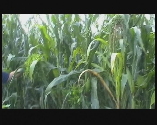 玉米疯顶病_玉米顶腐病发病条件_玉米的主要病害及症状