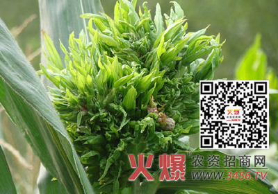 玉米疯顶病_玉米顶腐病发病条件_玉米的主要病害及症状