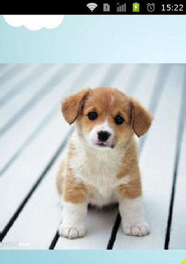 影视资源大全_狗狗影视下载_左手吃斋影视观看