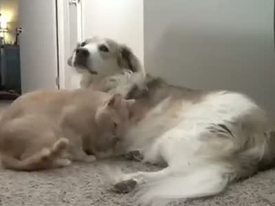 左手吃斋影视观看_狗狗影视下载_影视资源大全