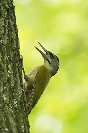 caprina羊奶皂_camus_canus