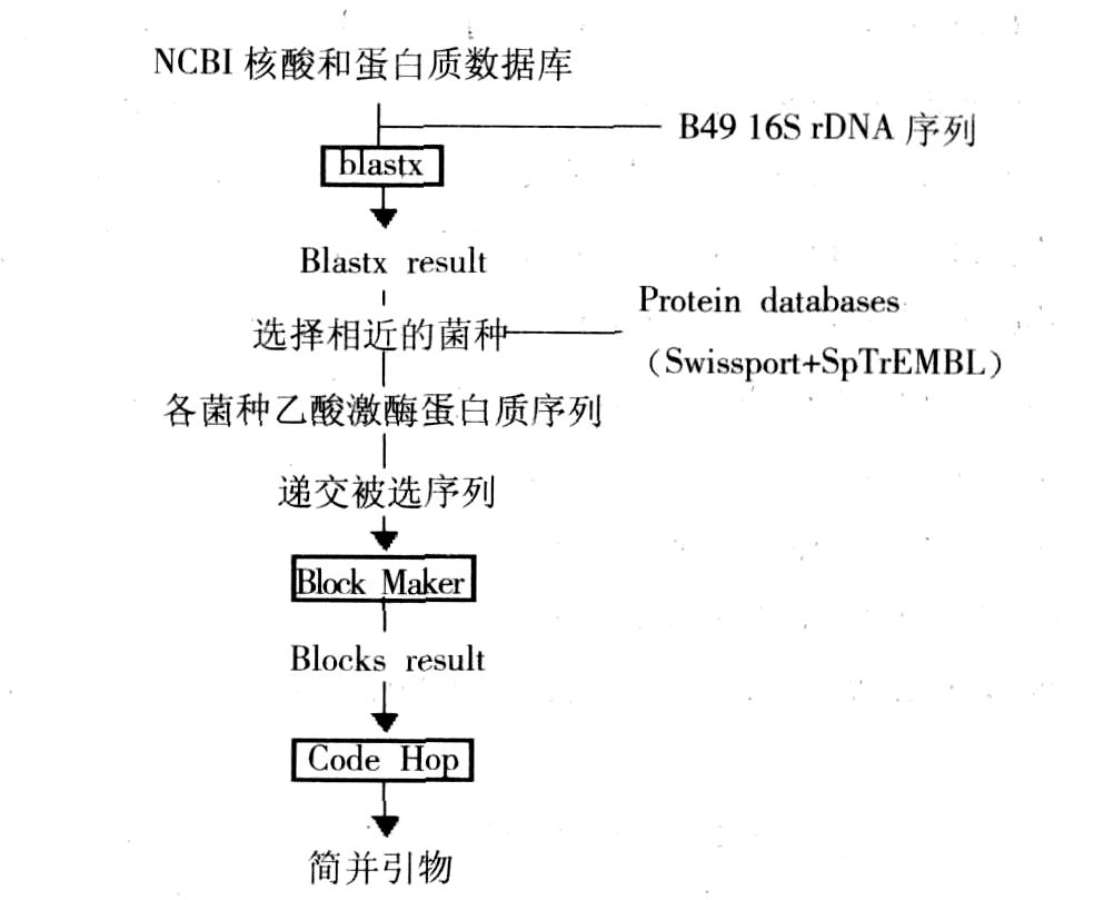 锚定引物_简并引物_简并性引物