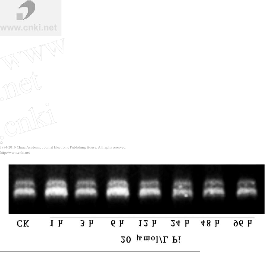 cdna文库_cdna是什么_cdna