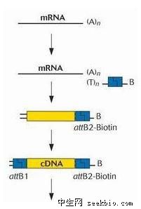 cdna_cdna有没有内含子_cdna文库的构建方法