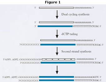 cdna有没有内含子_cdna文库的构建方法_cdna