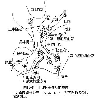 信号转导通路_mapk信号通路_mif介导信号通路