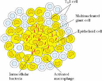 mif介导信号通路_mapk信号通路_信号转导通路