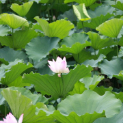 广发期货黄金怎么样_广发期货广州营业部_广发期货官网