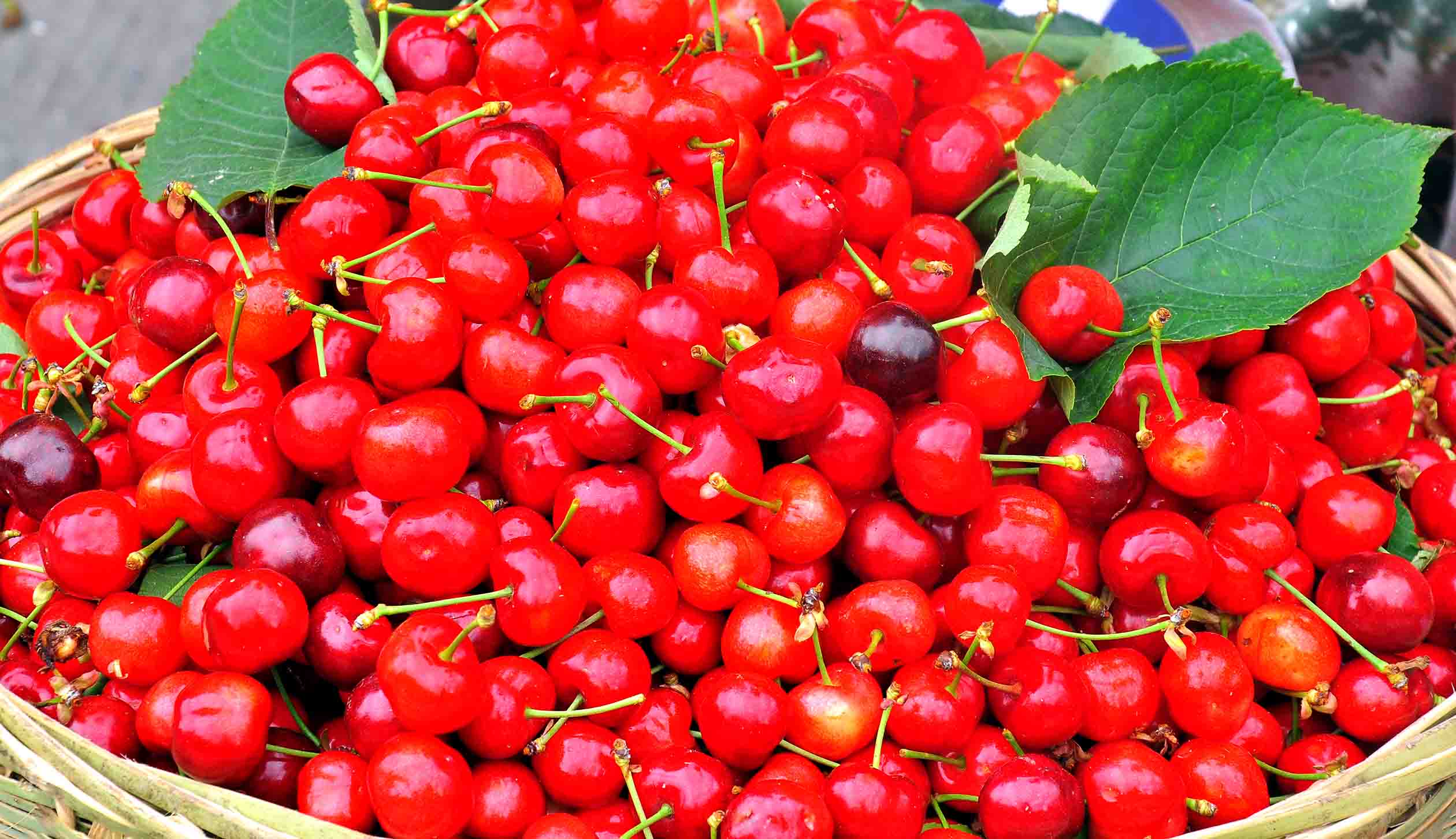 甜樱桃_巴西甜樱桃几年结果_汶川甜樱桃