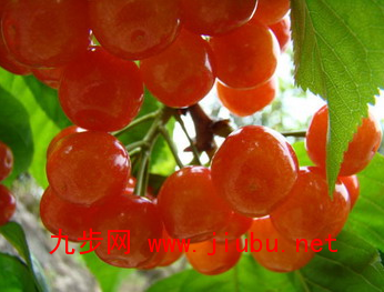 汶川甜樱桃_甜樱桃_巴西甜樱桃几年结果