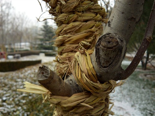 2GHz主频英特尔处理器 MOTO MT788评测