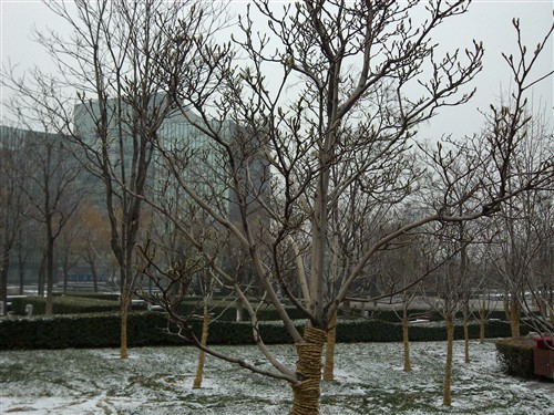 2GHz主频英特尔处理器 MOTO MT788评测