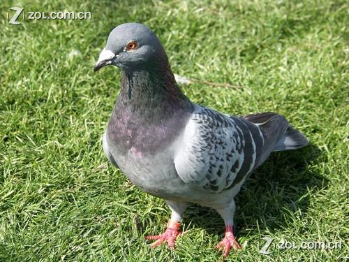 灰鸽子原版_灰鸽子_灰鸽子病毒