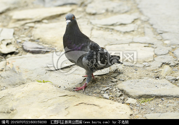 灰鸽子_灰鸽子原版_灰鸽子病毒