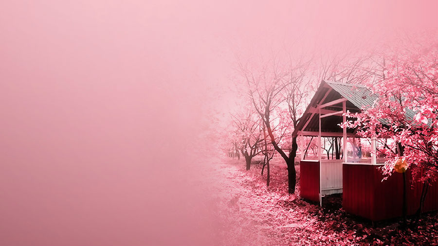 樱花国际日语是真的吗_长沙樱花国际日语_樱花国际日语