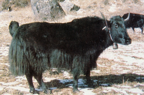 母牦牛角_小脚藏牦牛头标本图片_母牦牛