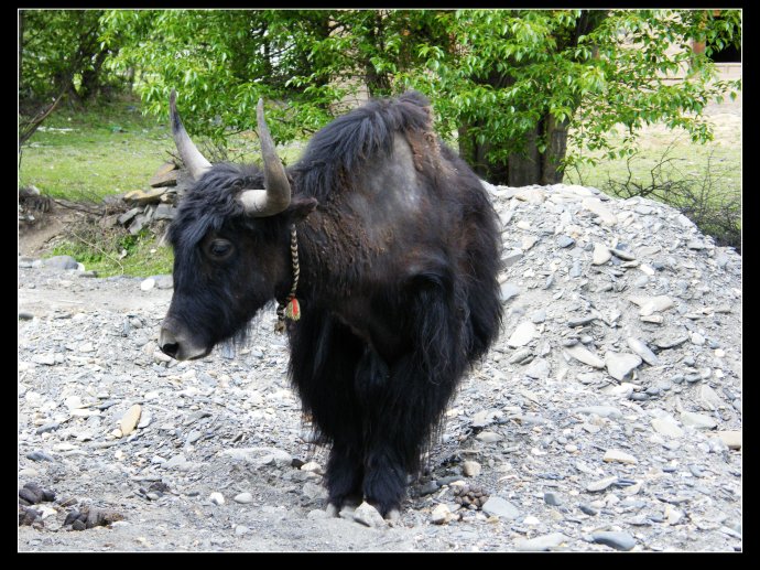 母牦牛角_母牦牛_小脚藏牦牛头标本图片
