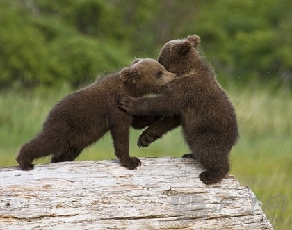 手机字幕滚屏软件_小灰熊_小灰熊狗