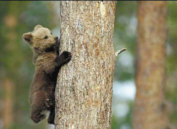 手机字幕滚屏软件_小灰熊_小灰熊狗