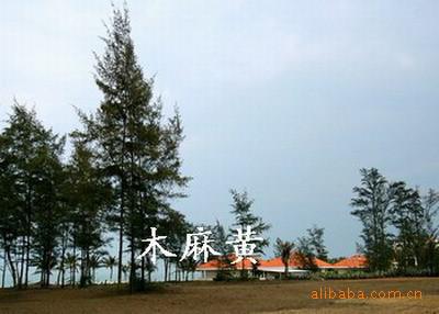 木麻黄桩支护_木麻黄防护林_木麻黄图片