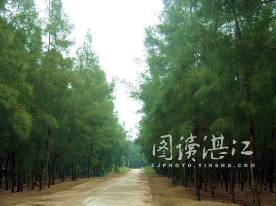 木麻黄图片_木麻黄防护林_木麻黄桩支护