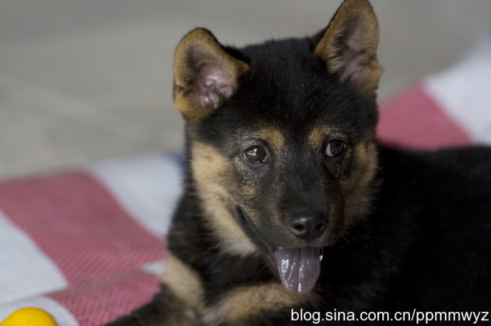 小黑3x_有本小说宠物叫小黑_小黑的宝藏2挪小人的